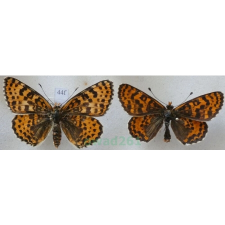 Melitaea didyma (Esper, 1778) pair Przeplatka didyma Poland44f